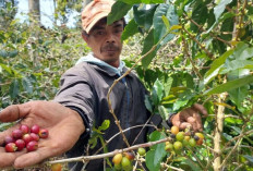 Produksi Kopi Spesial di Kebun Wanoja Coffee