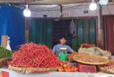 Di Bungo, Harga Cabai Berangsur Turun