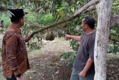 Durian Kromo Tembus Toko Modern, Berat Bisa Mencapai 6-9 Kilogram 