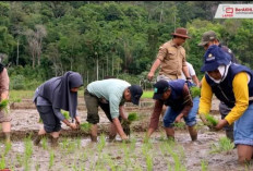 Tingkatkan Produksi Pangan, Bupati Kerinci Tanam Padi Serentak