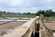 Kekeringan Mengancam 25 Hektar Sawah di Aurgading, Petani Khawatir Gagal Panen