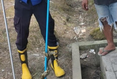 Petugas Damkar Evakuasi Ular Python di Permukiman Warga Sungai Bahar