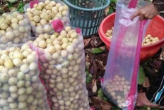 Petani Duku Mengeluh, Sekilo Dihargai Rp 3,5 Ribu 