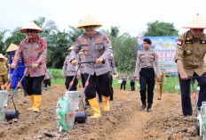 Polda Jambi Dukung Swasembada Pangan, Ikut Tanam Jagung Serentak 1 Juta Hektare