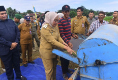 Pj Wali Kota Panen Padi Bersama Kelompok Tani 