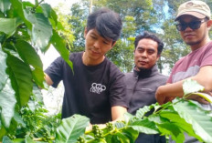 Berharap Kopi Sembalun Bisa Tembus Pasar Dunia 