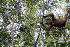 Dilepasliar ke Hutan, tapi Tetap Diberi Pakan 
