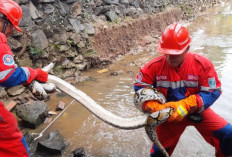 Ular Sanca Sepanjang 3,5 Meter Berhasil Dievakuasi Dilingkungan Warga