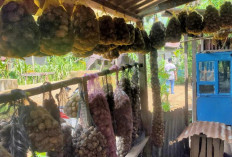 Harga Pinang Kelotok Mencapai Rp 5.000 per Kg, Petani Masih Merasa Kurang Puas