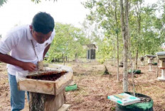 Lebahnya Tak Menyengat, Rasa Manis Bercampur Asam 