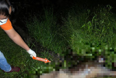 Warga Gading Jaya Geger, Pria Ditemukan Meninggal di Kebun Karet