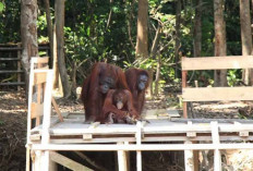 Bentuk Desa Ramah Satwa, Masyarakat  Hidup Berdampingan Dengan Hewan Liar