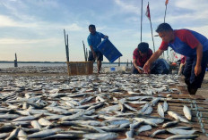 Dampak Cuaca Ekstrim, Produksi Ikan Asin Tanjabtim Menurun