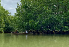 Menebang Sebatang Mangrove, Ganti Rugi 1000 Propagul