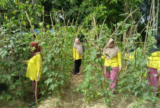 Hadirkan Inovasi Home Gardening 