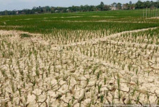 Kekeringan Parah Serang Ratusan Hektare Sawah di Batanghari, Lahan Sawah Mengering dan Retak