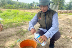 Peneliti UNJA Kembangkan Pakan Pelet Berbasis Probiotik Probio_FM, Membuat Pertumbuhan Ikan Patin Melesat