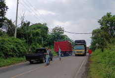 Kabel PLN Jatuh Akibat Pohon Tumbang, Jalan Lintas Sumatera Macet