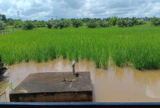 Akibat Banjir Kiriman, Ribuan Hektar Lahan Pertanian di Tanjabtim Terancam Gagal Panen