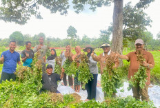 SAH Sosok Pejuang Petani, Istiqomah Wujudkan Ketahanan Pangan Jambi