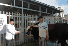 Bupati Tanjabbar Serahkan Sapi Kurban Presiden Prabowo ke Masjid Agung Al-Istiqomah