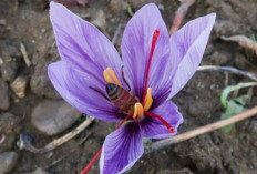 Musim Kemarau Tiba, Manfaat Bunga Saffron Untuk Menjaga Kulit Tetap Sehat