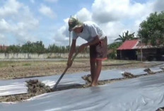 Petani Muaro Jambi Alihkan Lahan Jagung ke Cabai, Antisipasi Serangan Jamur dan Penurunan Harga Jagung Pakan