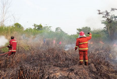 Lahan Seluas 3,5 Hektar Terbakar di Tanjung Johor Kembali Terbakar