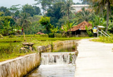 Pemerintah Pacu Rehabilitasi Irigasi sebagai Pilar Utama Swasembada Beras Nasional