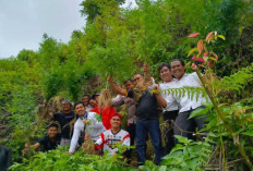 Lagi Ladang 'Hijau' Terungkap di Kayu Aro, 19 Batang Ganja Siap Panen Diamankan!