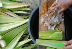 Riset Tanaman Lidah Buaya Jadi Solusi untuk Pencegahan Stunting