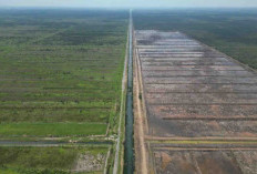 Cetak Sawah Dinilai Sebagai Solusi Swasembada Pangan untuk Indonesia