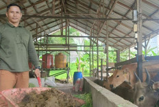 Ikhtiar Kolektif Para Peternak Lokal Untuk Saling Menopang