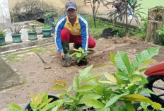 Implementasikan Kurikulum Cinta, MAN 2 Jambi Perkuat Pendidikan Lingkungan Lewat Penanaman Pohon Buah