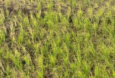 Sawah di Kerinci Mengering, Petani Terancam Gagal Panen