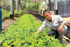 Hidupkan Kembali Lahan Tandus Berbasis Tanaman Indogofera