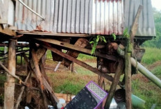 Rumah Guru Honorer SD di Muaro Jambi Ambruk 