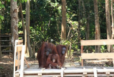 Bentuk Desa Ramah Satwa, Masyarakat  Hidup Berdampingan Dengan Hewan Liar