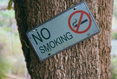 Bahaya Asap Rokok 20 Kali Tingkatkan Risiko Kanker Paru