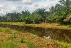 Sungai Bersih, Hasil Perkebunan dan Pertanian Milik Warga Lancar