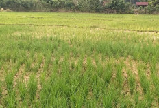 Sawah di Bungo Mulai Mengering