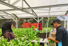 Berhasil Kembangkan Program Pengolahan Sampah Rumah Tangga, Pertamina Jambi Raih Penghargaan Internasional