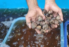 Budidaya Kerang Darah Cocok di Pesisir 