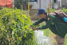 Unja Identifikasi 196 Jenis Tanaman Obat Tradisional di Jambi dan Kerinci