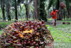 Pemerintah Ditekankan Untuk Klarifikasi Rencana Perluasan Lahan Sawit