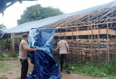 Tempat Judi Sabung Ayam Dibongkar Petugas