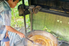 Panen Empat Batang Pohon Aren, Dapat Rp3 juta per Bulan