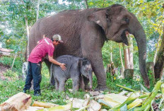 Gajah Sumatera Terbanyak di Jambi