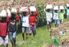 Harga Pangan Naik Turun! Bawang Merah Termahal, Daging Sapi Lebih Murah