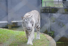 Harimau Benggala dan Singa Afrika Jadi Magnet Baru Taman Rimba Jambi